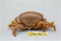 藏品(羅氏毛足蟹)的圖片